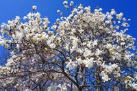 Tuinplant.nl Stermagnolia