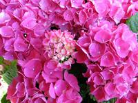 Tuinplant.nl Hortensia