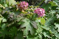 Tuinplant.nl Eikenbladhortensia