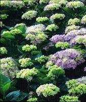 Tuinplant.nl Hortensia