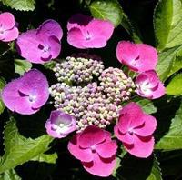 Tuinplant.nl Hortensia