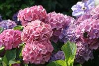 Tuinplant.nl Hortensia