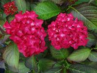 Tuinplant.nl Hortensia