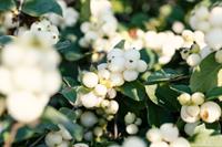 Tuinplant.nl Sneeuwbes