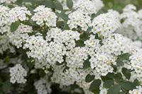 Tuinplant.nl Spierstruik spirea