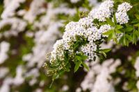 Spierstruik spirea
