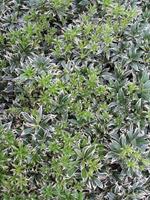 Tuinplant.nl Rotsheide