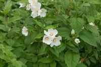 Tuinplant.nl Boerenjasmijn