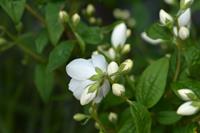 Tuinplant.nl Boerenjasmijn
