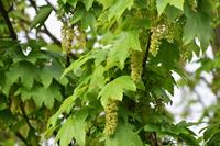 Tuinplant.nl Gewone esdoorn