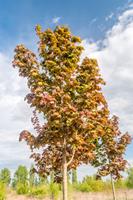 Tuinplant.nl Noorse esdoorn