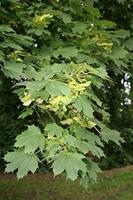 Tuinplant.nl Noorse esdoorn