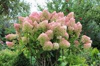 Tuinplant.nl Pluimhortensia