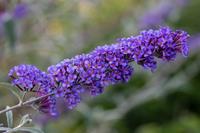 Tuinplant.nl Vlinderstruik