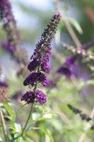 Tuinplant.nl Vlinderstruik