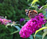 Tuinplant.nl Vlinderstruik