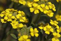 Tuinplant.nl Schildzaad