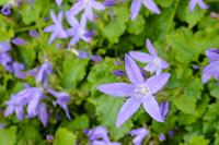 Tuinplant.nl Klokjesbloem