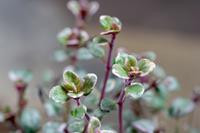 Tuinplant.nl Tijm