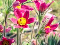 Tuinplant.nl Wildemanskruid