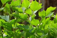 Tuinplant.nl Maggi-kruid