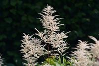 Tuinplant.nl Geitenbaard