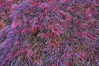 Tuinplant.nl Japanse esdoorn