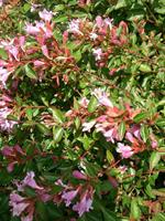 Tuinplant.nl Abelia