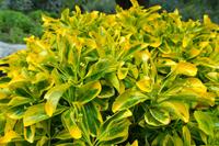 Tuinplant.nl Kardinaalshoed