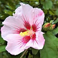 Tuinplant.nl Hibiscus