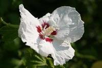 Tuinplant.nl Hibiscus