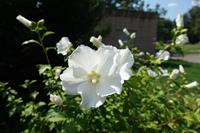 Tuinplant.nl Hibiscus