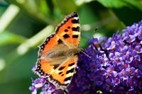 Tuinplant.nl Vlinderstruik