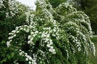 Tuinplant.nl Spierstruik spirea