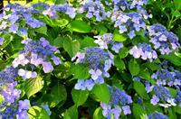 Tuinplant.nl Boerenhortensia