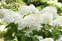 Tuinplant.nl Pluimhortensia