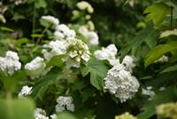 Tuinplant.nl Eikenbladhortensia