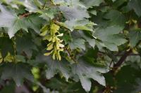 Tuinplant.nl Gewone esdoorn