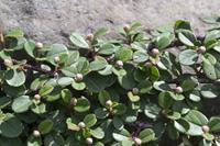 Tuinplant.nl Dwergmispel