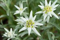 Tuinplant.nl Edelweiss