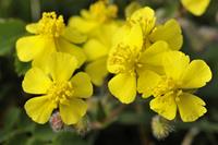 Tuinplant.nl Zonneroosje