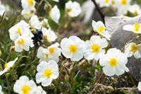 Tuinplant.nl Zonneroosje