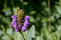 Tuinplant.nl Brunel