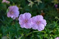 Tuinplant.nl Ooievaarsbek