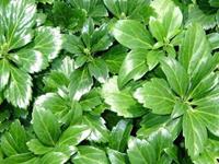 Tuinplant.nl Pachysandra