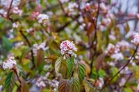 Tuinplant.nl Sneeuwbal