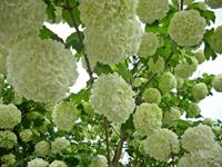 Tuinplant.nl Gelderse roos
