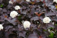 Tuinplant.nl Sneeuwbalspirea