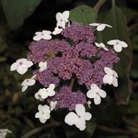 Tuinplant.nl Fluweelhortensia