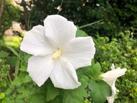 Tuinplant.nl Hibiscus